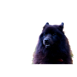 A Fluffy Chow Chow Dog Sits In A Park Surrounded By Fallen Autumn Leaves. 17903 - Cat PNG image with transparent background